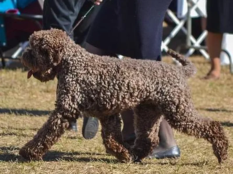 Dreamworks Lagotto