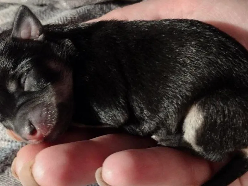 Dreamy Chiweenies photo 1