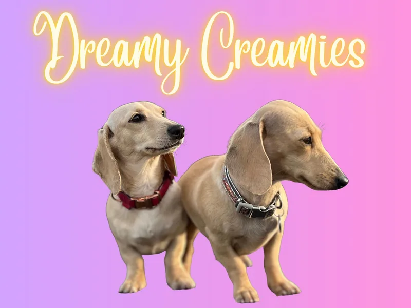 Dreamy Creamies