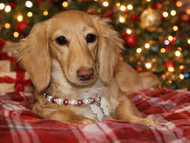 Dreamy Creamy Doxies