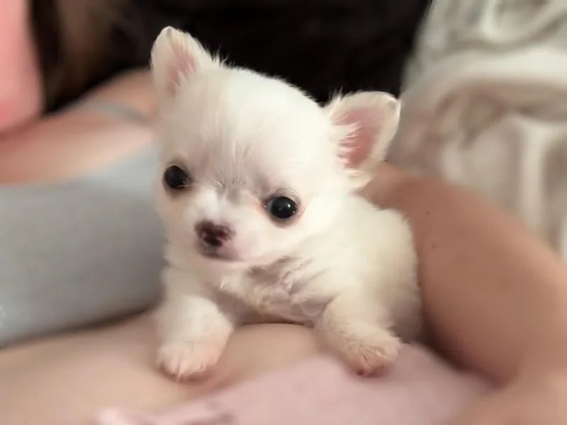 Dreamy Divine Chihuahuas