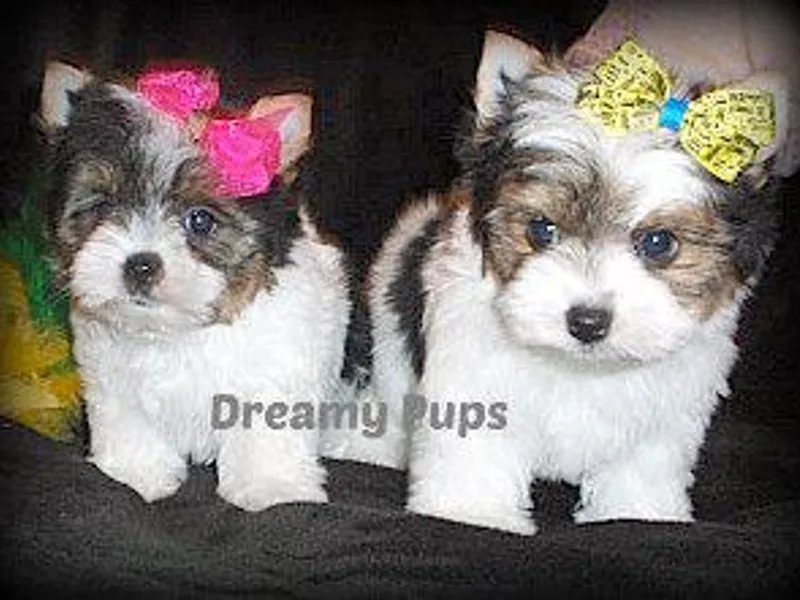 Dreamy Pups