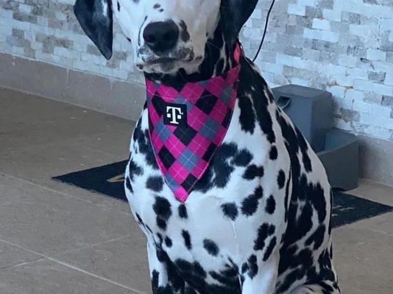 dreamz_dalmatianz101