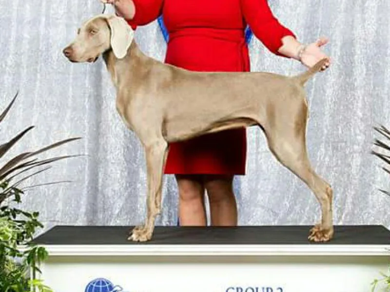 Drehbar Weimaraners