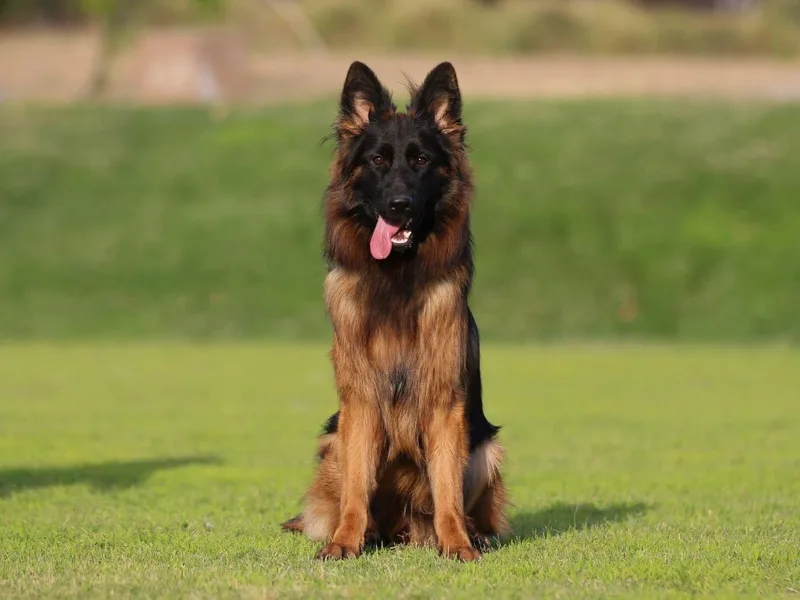 drei Stränge German Shepherds