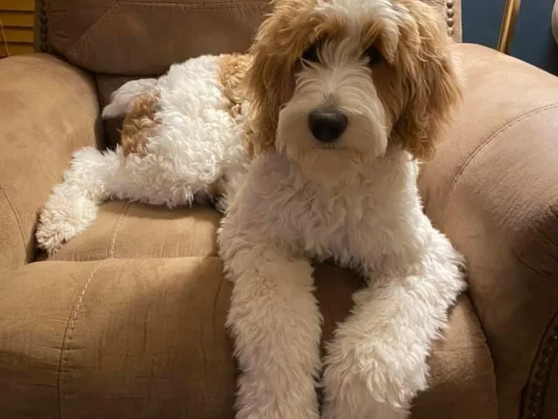 Drew’s Aussies &amp; Doodles