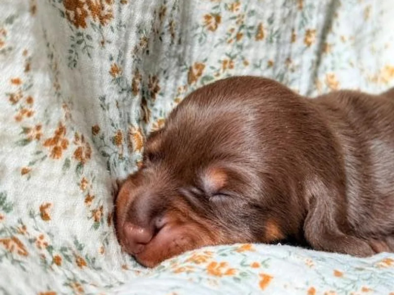 Drift &amp; Dash Dachshunds