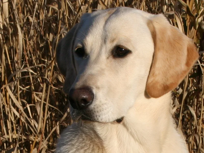 Driftcreek Labradors
