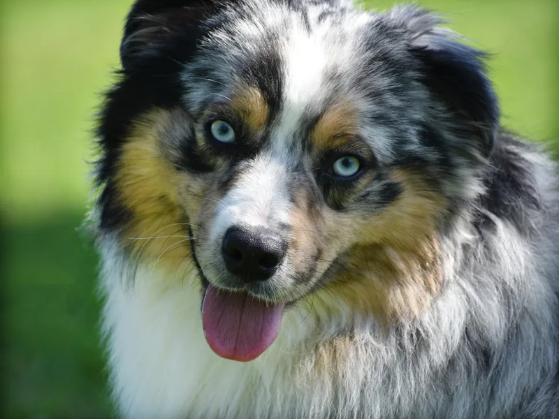 Driftless Australian Shepherds
