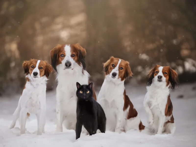 Driftless Kooikerhondjes