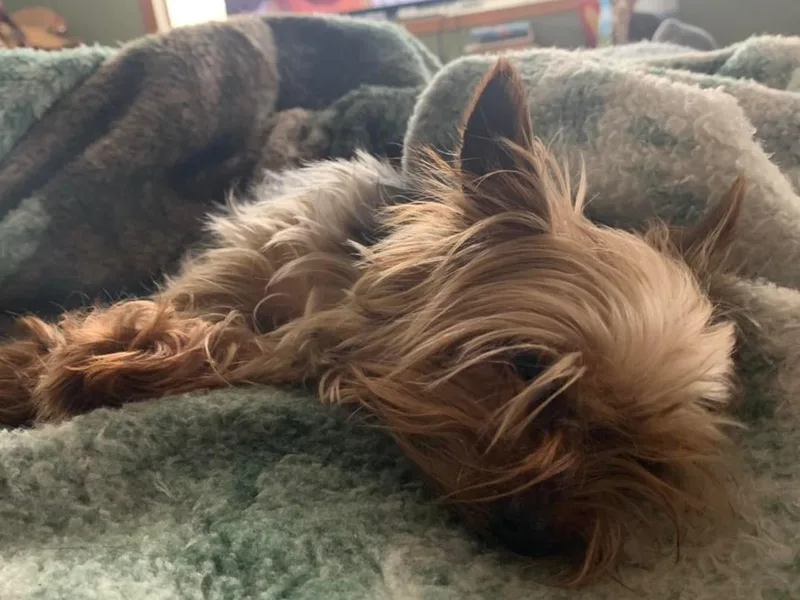 Driftless River Yorkies