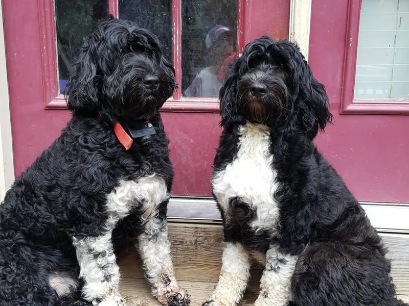 Driftwood Portuguese water dogs