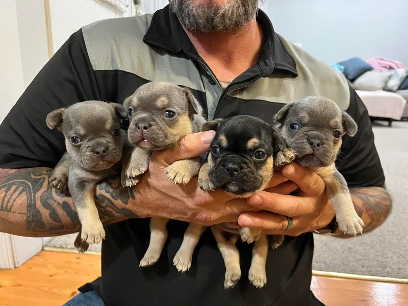 Driven Frenchies photo 1