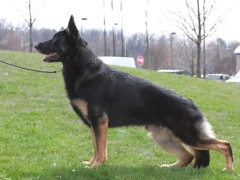 Drivetrain German Shepherds photo 1