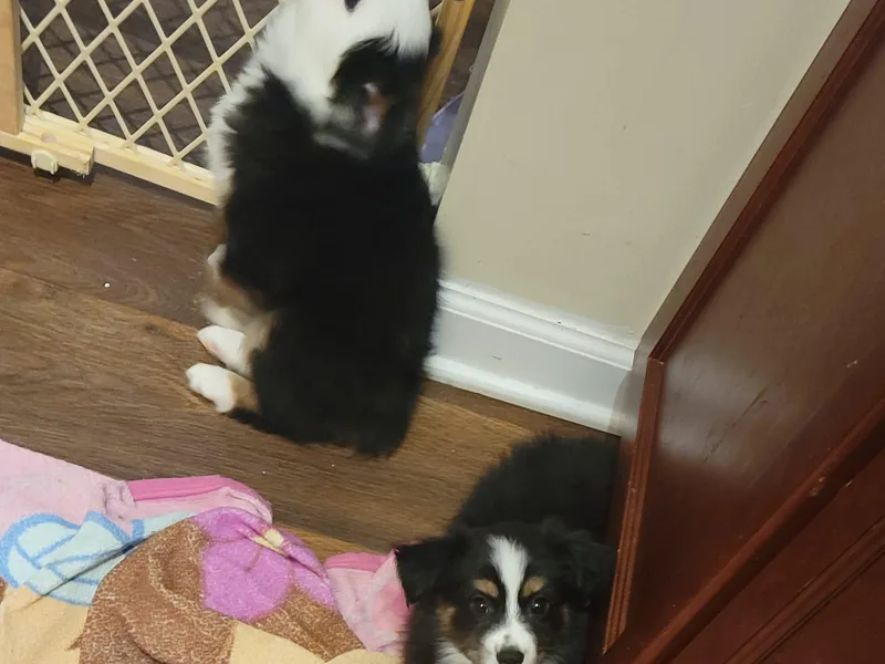 DRS Mini Australian Shepherds