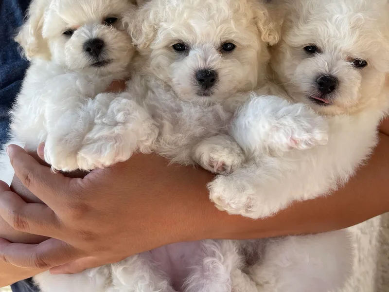 Drumhill’s Bichon Frise