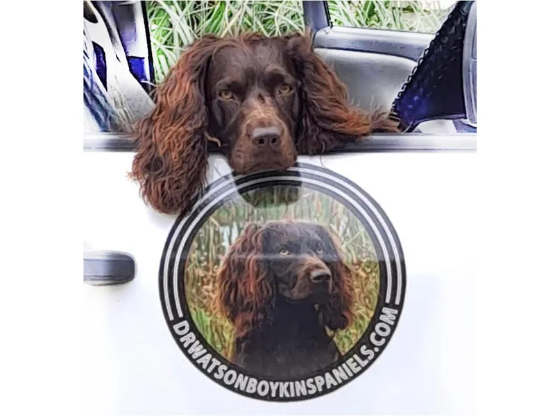 DrWatson Boykin Spaniels