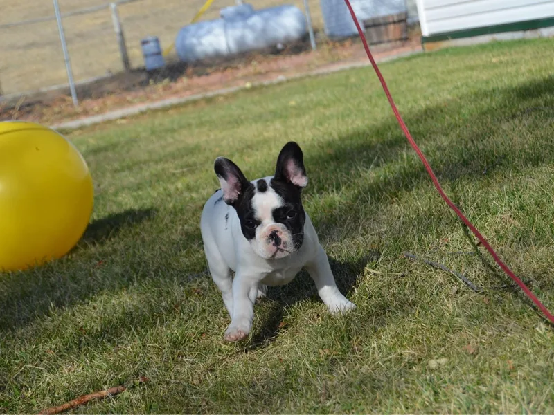 Dry Cottonwood Creek K9