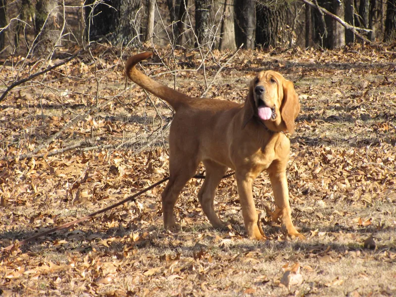 Dry Creek Bloodhounds