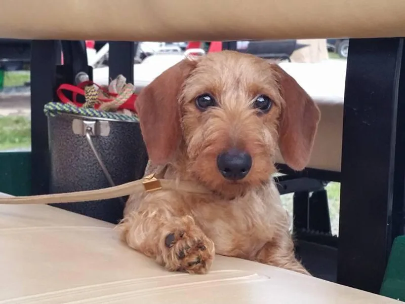 Dry Creek Dachshunds