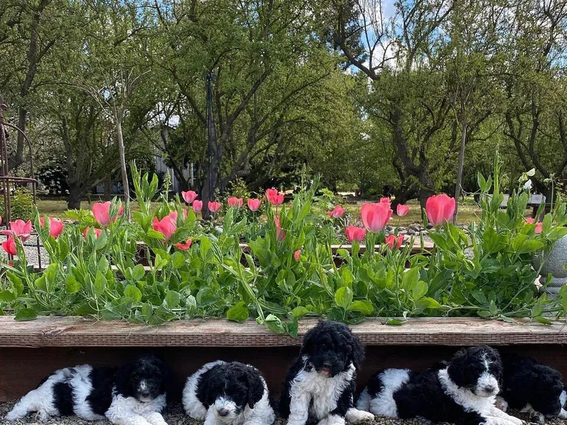 Dry Creek Poodles