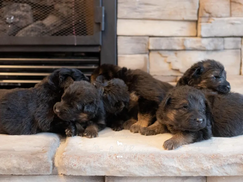 Dry Creek Puppies, LLC