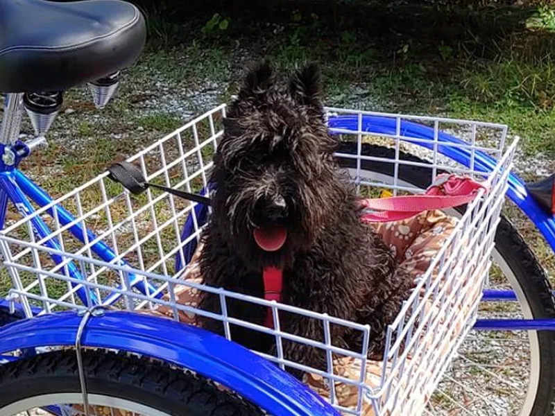 Dry Dock Mini Schnauzers