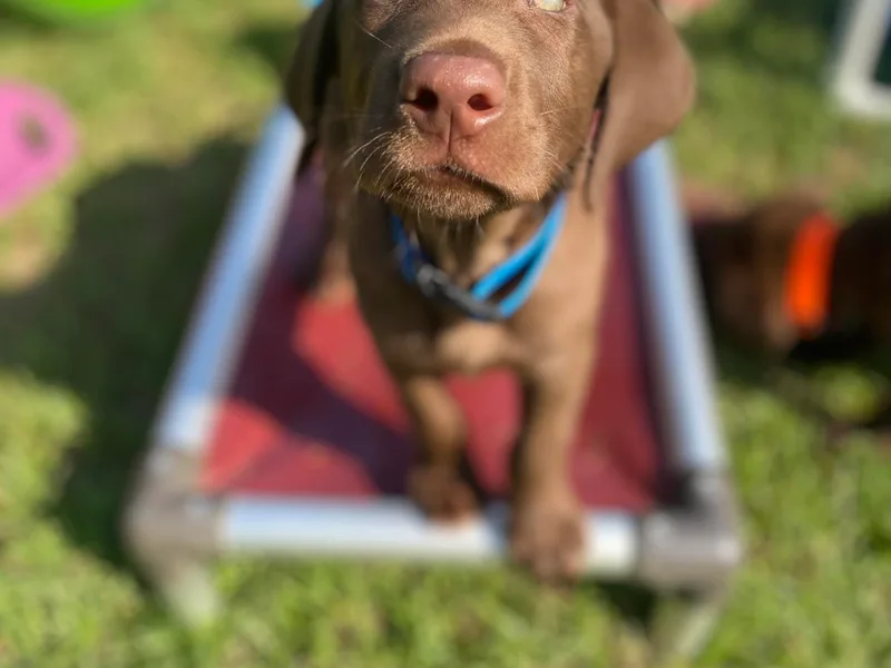 Dry Pond Retrievers, LLC