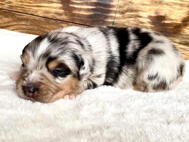 Dry Ridge Miniature Australian Shepherds