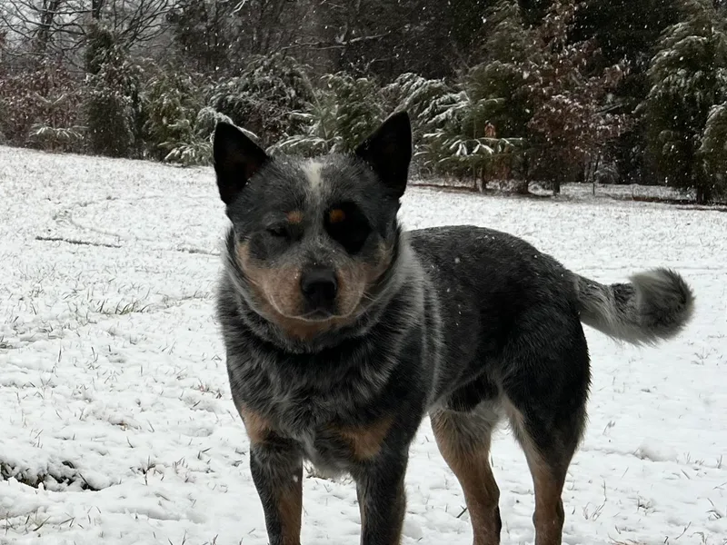 Dry Valley’s Australian Cattle Dogs