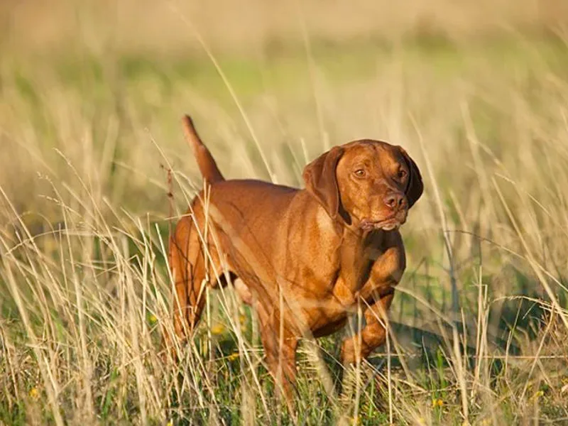 DryCreek Vizslas