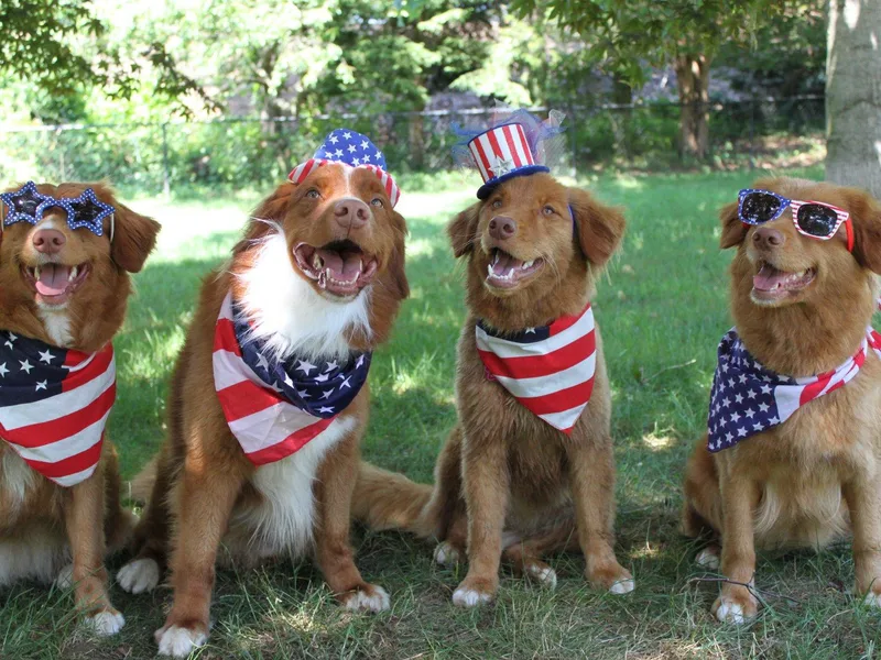 Dtails Tollers