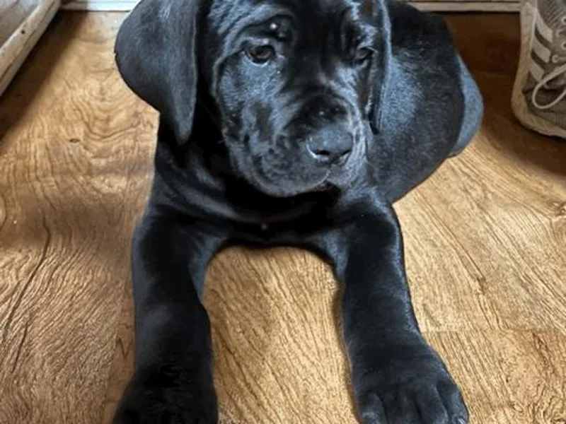 DTM Cane Corso