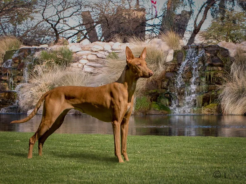 Du Ciel Pharaoh Hounds photo 1