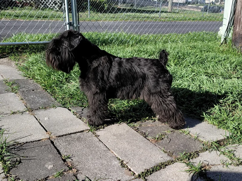 Du Lac Miniature Schnauzers