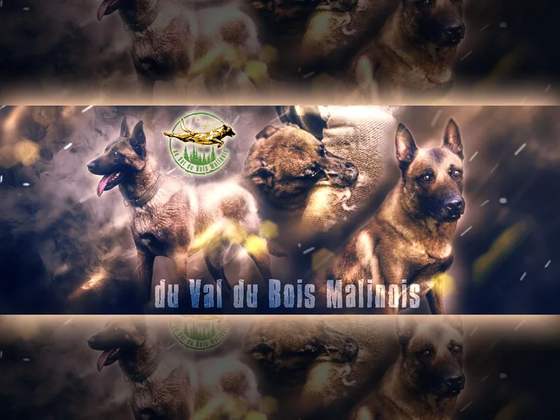 du Val du Bois Malinois photo 1