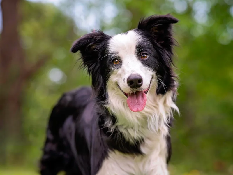 Dual Traxx Border Collies