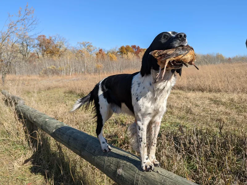 Duality English Springer Spaniels