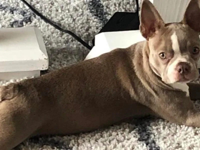 Dubes Prestige Bostonss