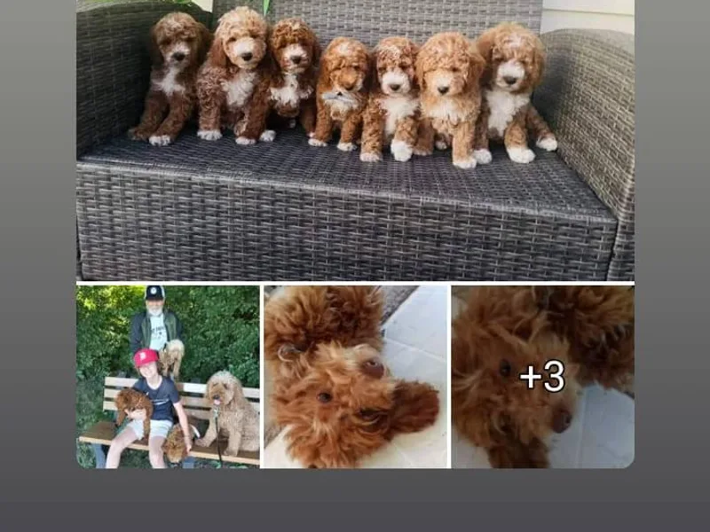 Dubey Doodles (AnC Oodles of Doodles)