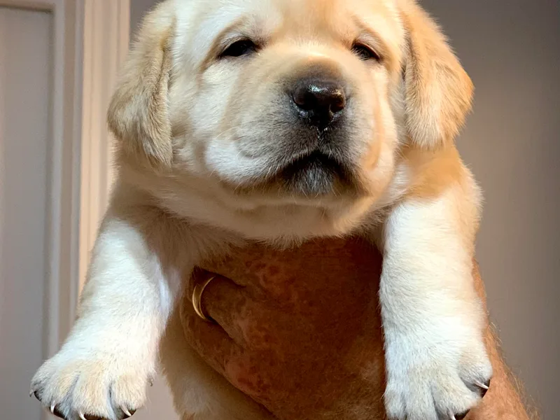 Dublin’s Classic Labradors
