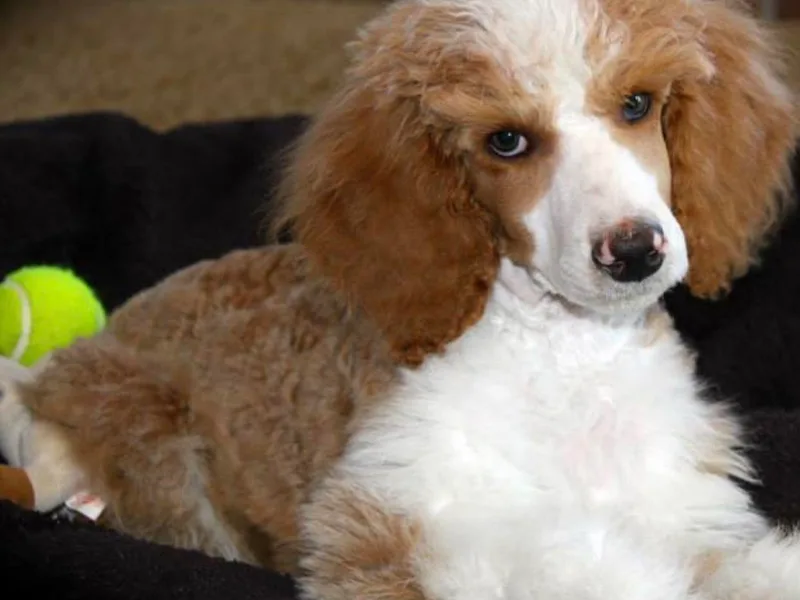 DuBois Standard Poodles