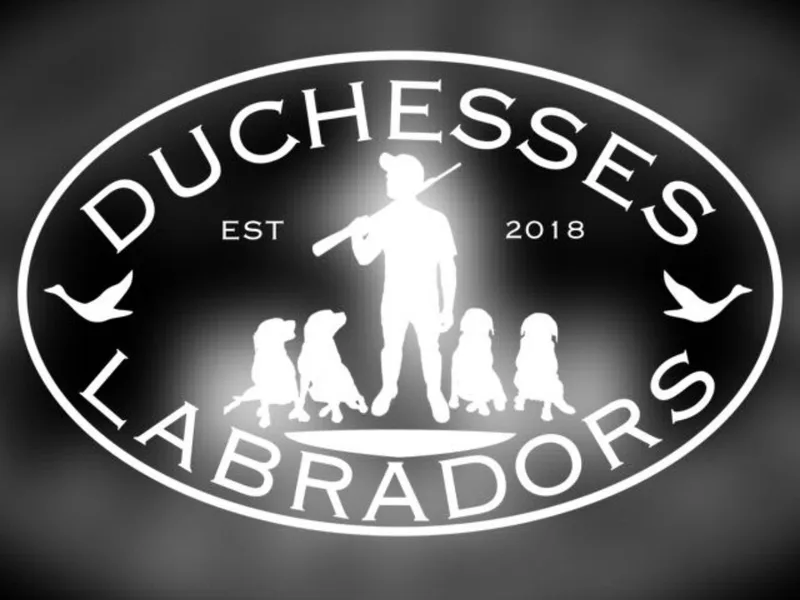 Duchesses Labradors  photo 1