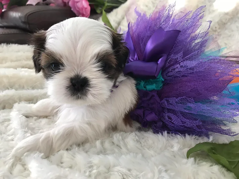 DuCiel Shih Tzu