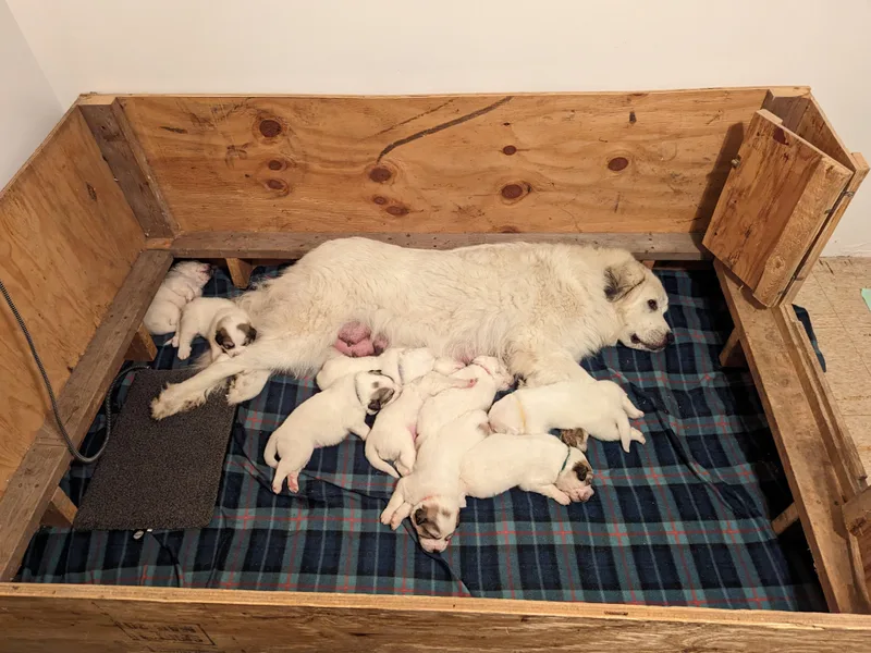 Duck Creek Poultry Place