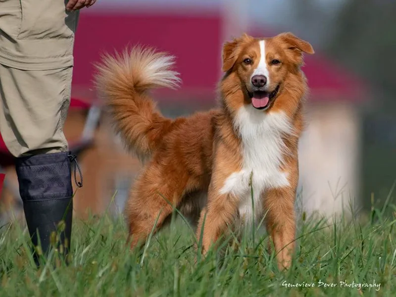 Duck Rivah Tollers