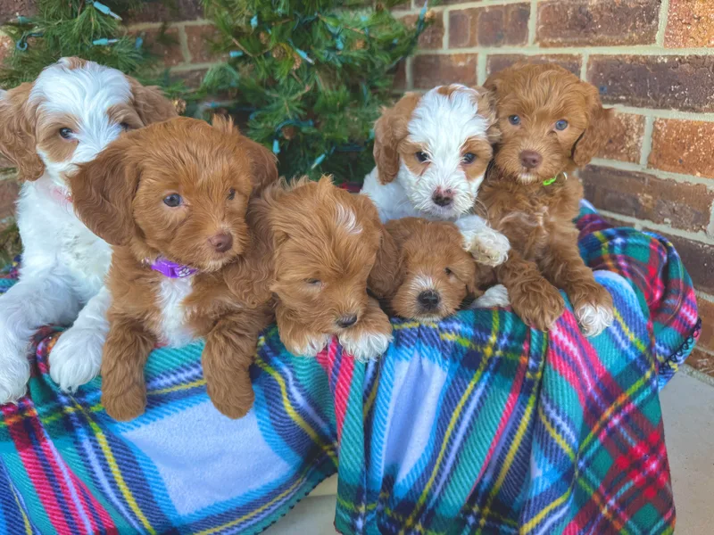 Duck River Goldendoodles