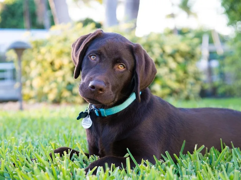 Duck River Labradors