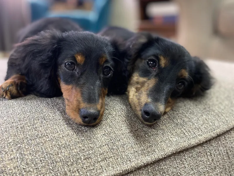 Duckett Lane Dachshunds