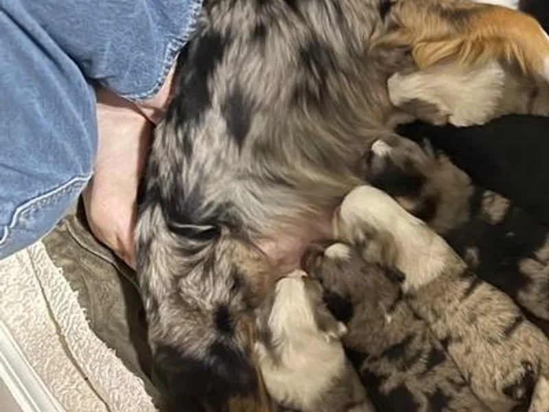 Duclops Ranch Aussies photo 1